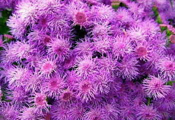 Агератум  или Долгоцветка Ageratum Purple Fields 