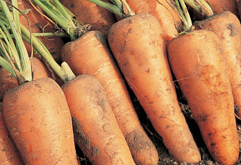 Морковь Carrot Royal Chantenay 