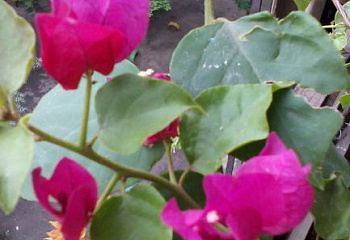 Бугенвиллия или Бумажный цветок  Bougainvillea Rusberry Ice Rosso 