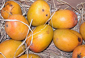 Манго Mango indica Alphonso 