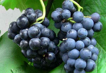 Виноград плодовый Vitis vinifera Зилга