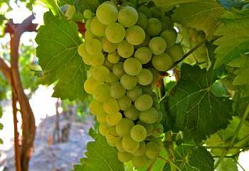 Виноград винный Vitis vinifera  Chenin Blanc