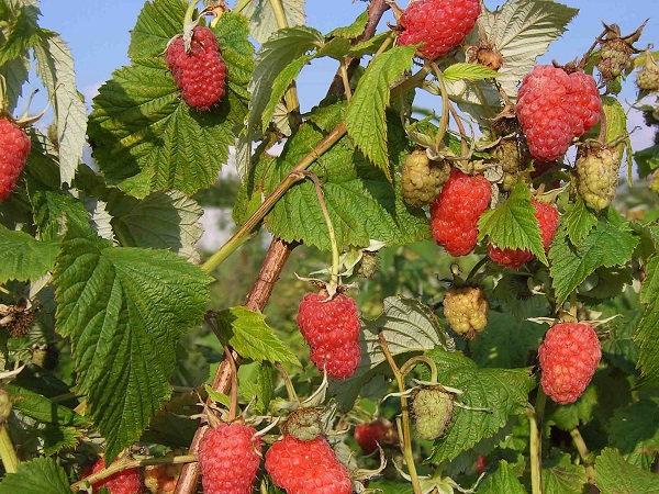 Результат заботливого ухода за малинником – обильный урожай крупных ягод