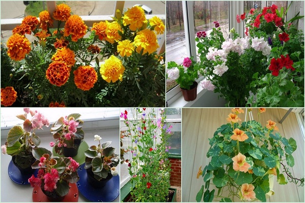 Варианты садовых цветов для домашнего выращивания