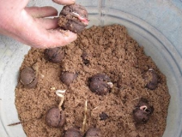 Если орешки проросли, их можно оставить в песке, регулярно поливая, а можно сразу пересадить в грунт или в горшок
