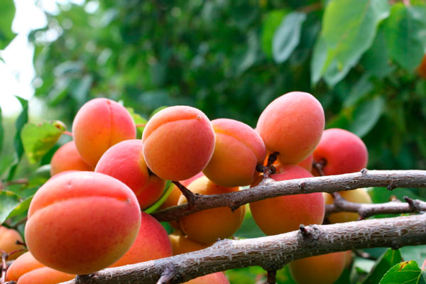 Правила выращивания абрикосов в Подмосковье