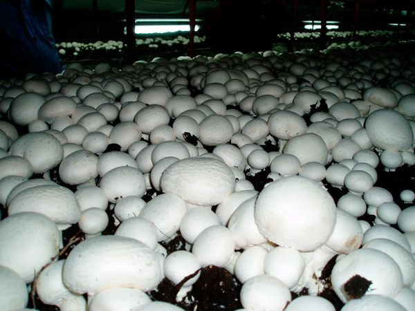 Для кого-то выращивание грибов может стать увлечением, а для кого-то – прибыльным бизнесом