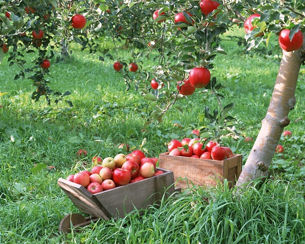 Яблоки в августе ароматны и невероятно вкусны