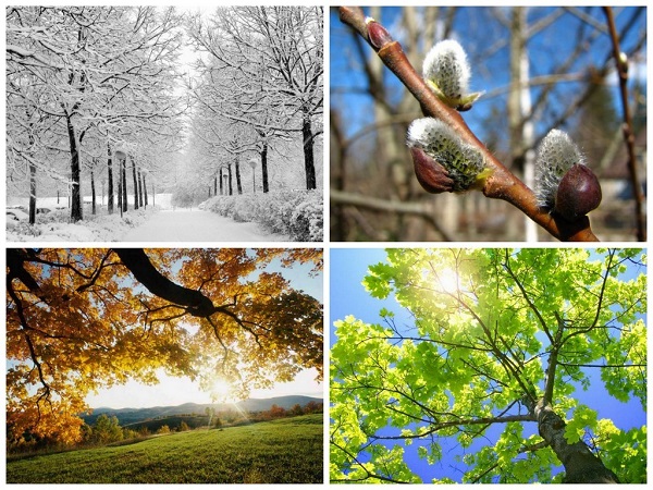 Развиваясь циклически (сезонно), природа ярко иллюстрирует времена года