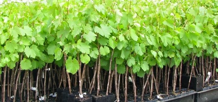 Как правильно посадить саженцы винограда и ухаживать за ними. Правилапосадки виноградных саженцев в зависимости от времени года.