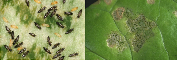 Трипсы, их личинки и пораженный лист