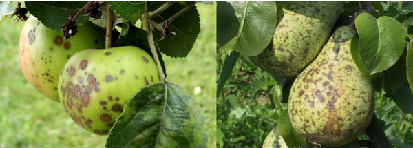 Парша на плодах яблони и груши
