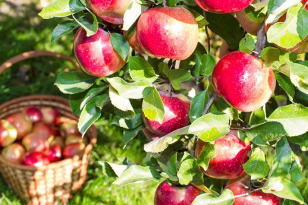 Когда лучше сажать яблони: весной или осенью