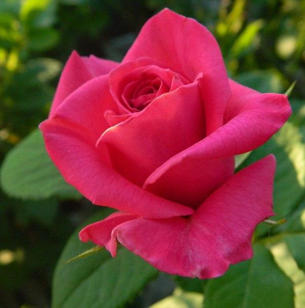 Роза Rósa Vien Rose
