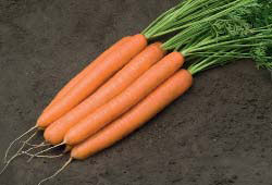 Морковь Carrot Zetor 