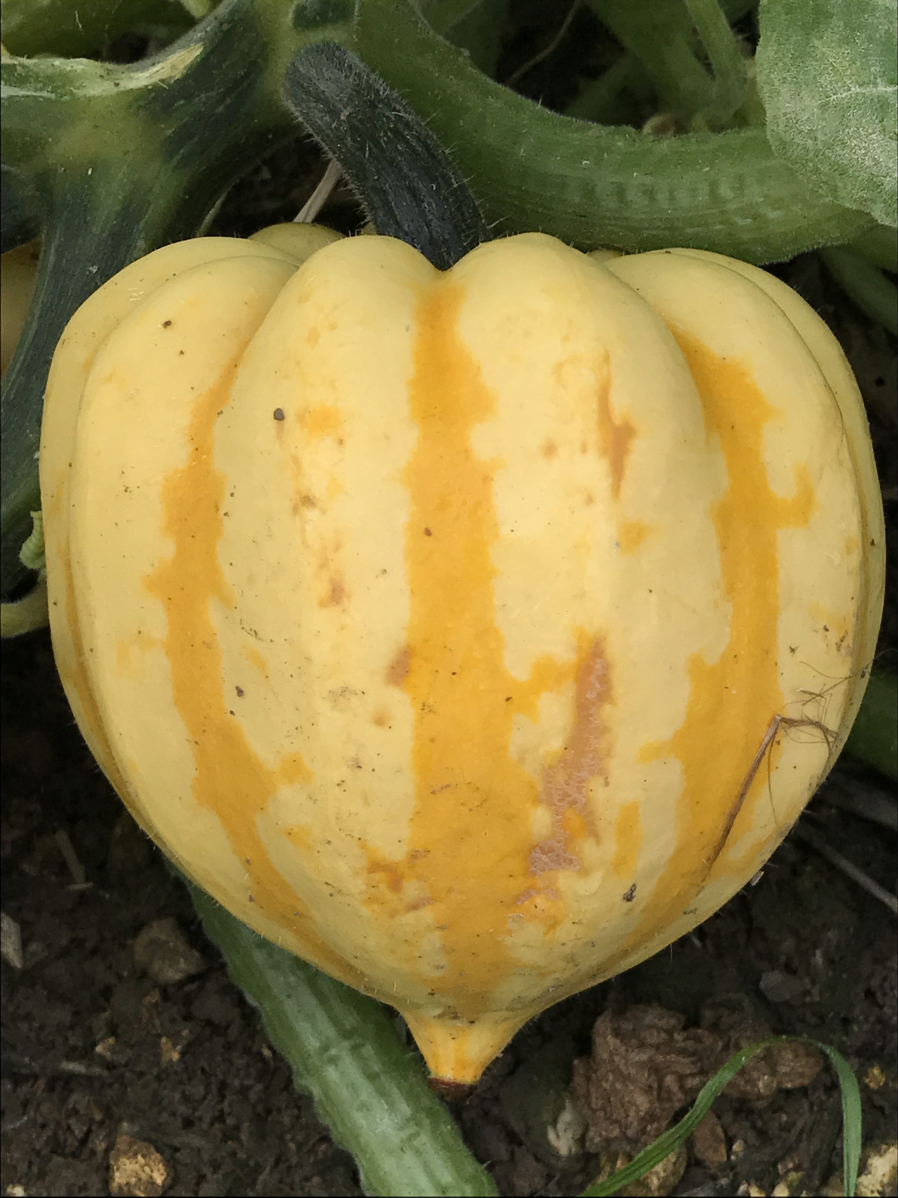 squash-lemon-squash