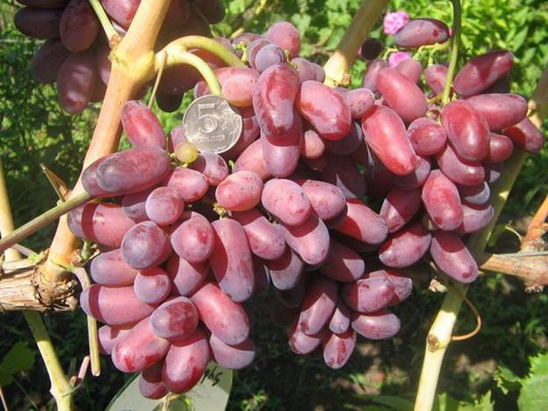 Виноград плодовый Vitis vinifera Ризауш