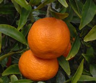 Клементин (гибрид мандарина и апельсина) Citrus clementina Caffin 