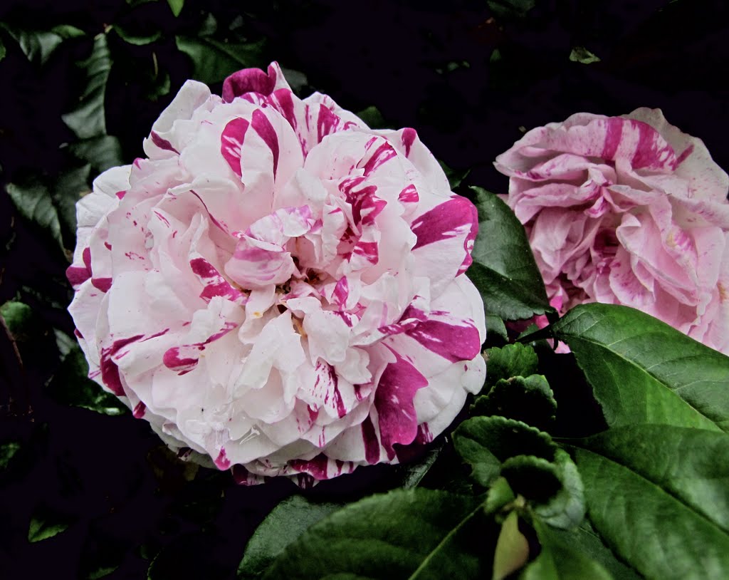 Роза Rósa Tricolor de Flandre