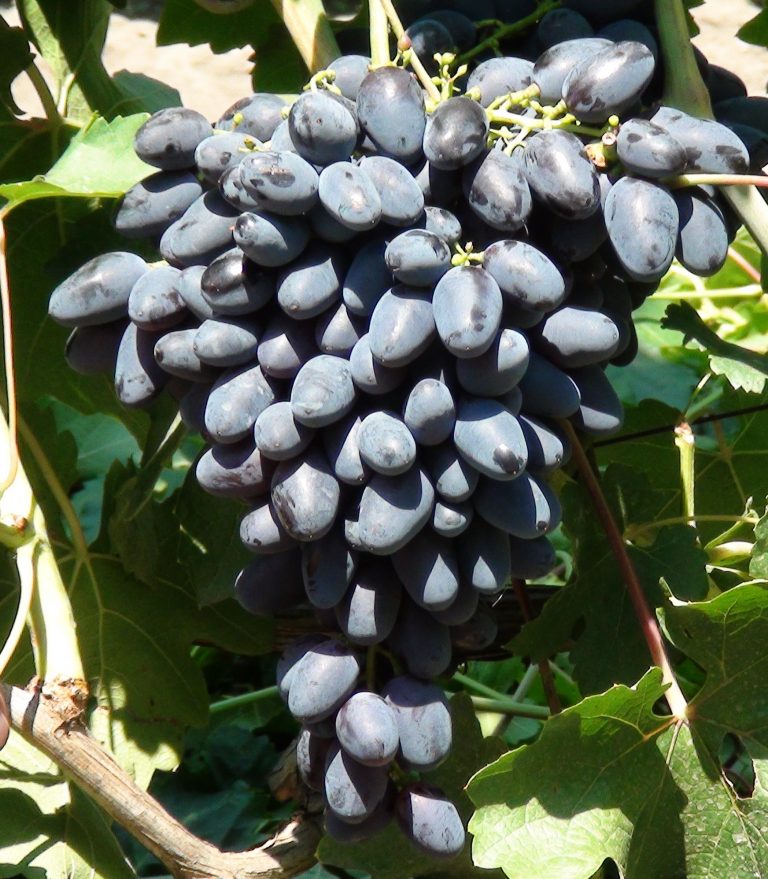Виноград плодовый Vitis vinifera Black Grand