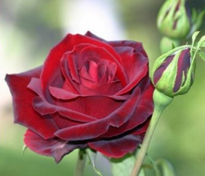 Роза Rósa Black Beauty