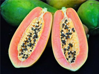 Папайя или Дынное дерево Carica papaya Kag Dum 