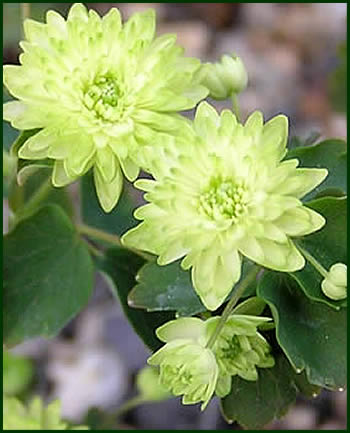 Анемонелла Anemonella Double Green
