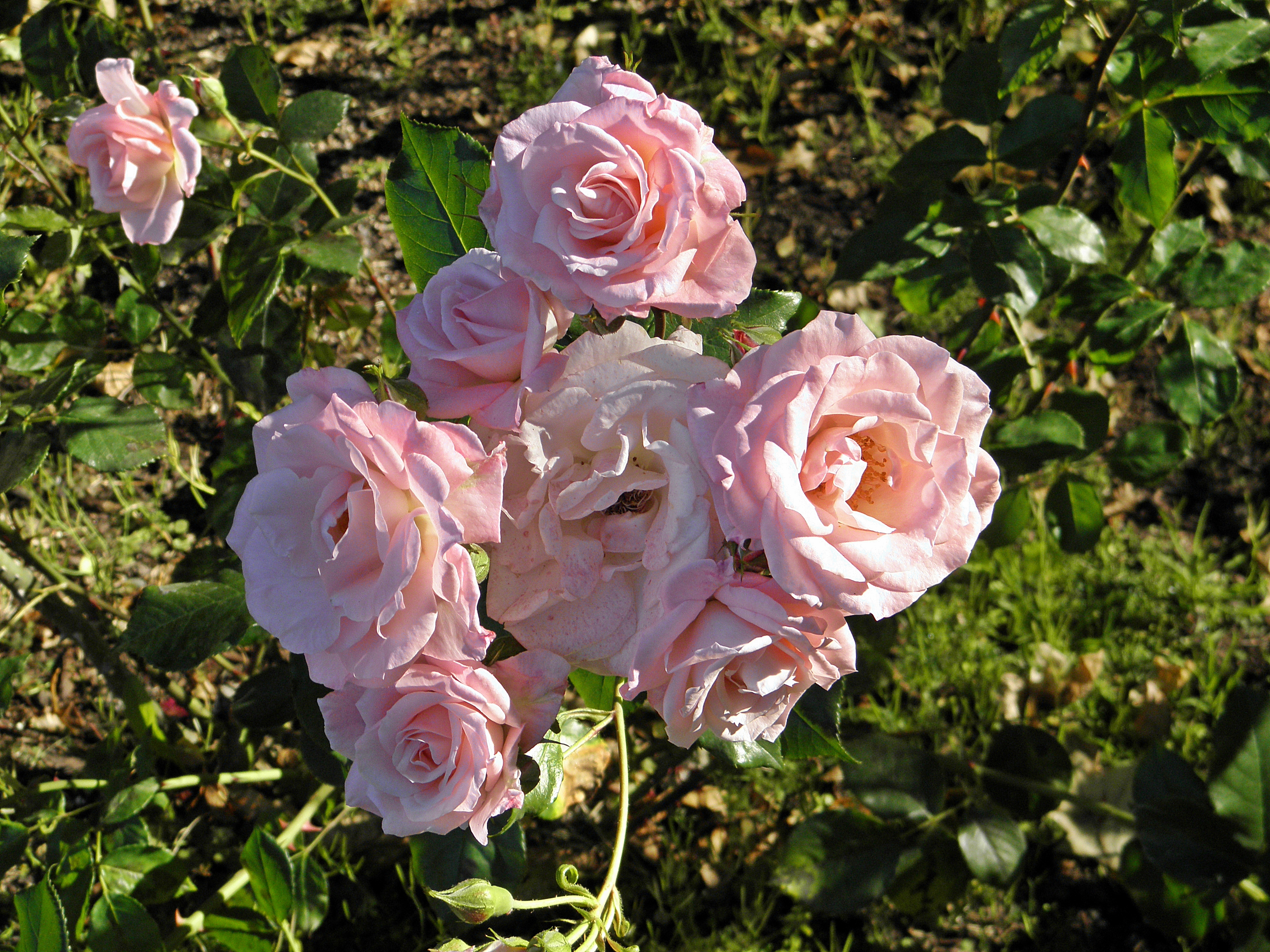 Роза Rósa Lilibet