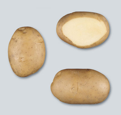 Картофель Potato Anosta