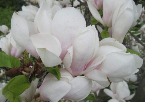 Магнолия Magnolia Brozzonii