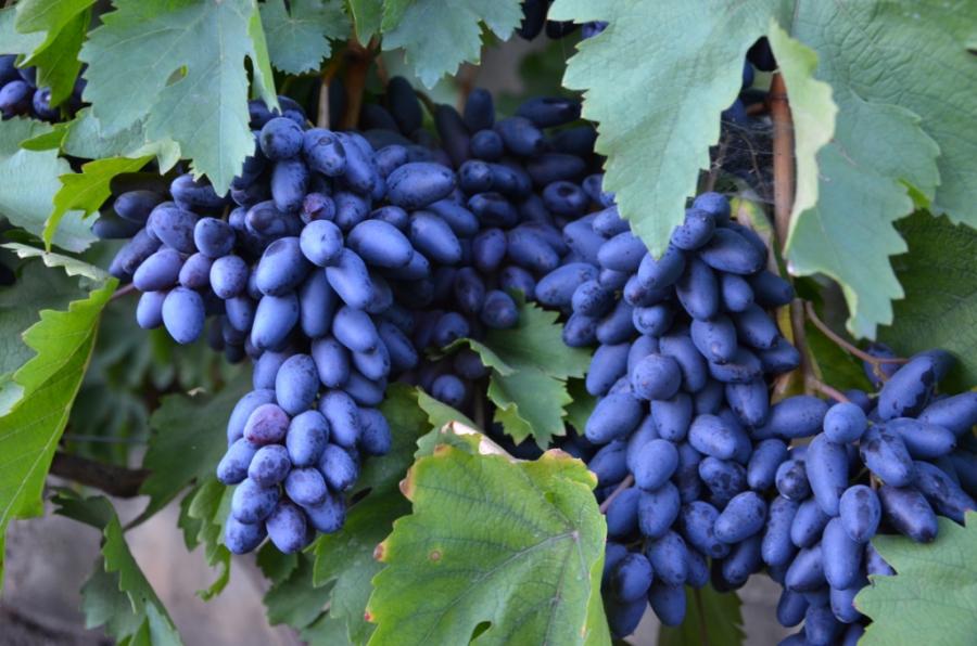 Виноград одесская. Одесский сувенир сорт винограда. Одесский черный сорт винограда. Сорт винограда Одесса. Сорт винограда декабрьский.