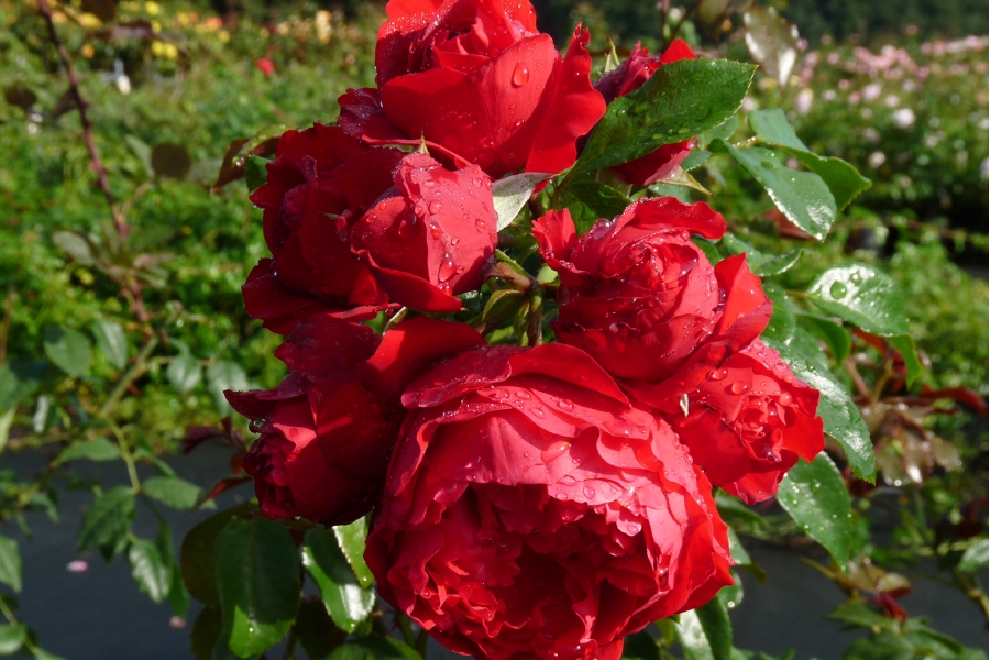 Роза Rósa Florentine
