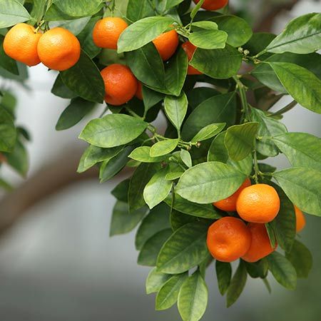 Мандариновое дерево Citrus reticulata Frost Owari Satsuma