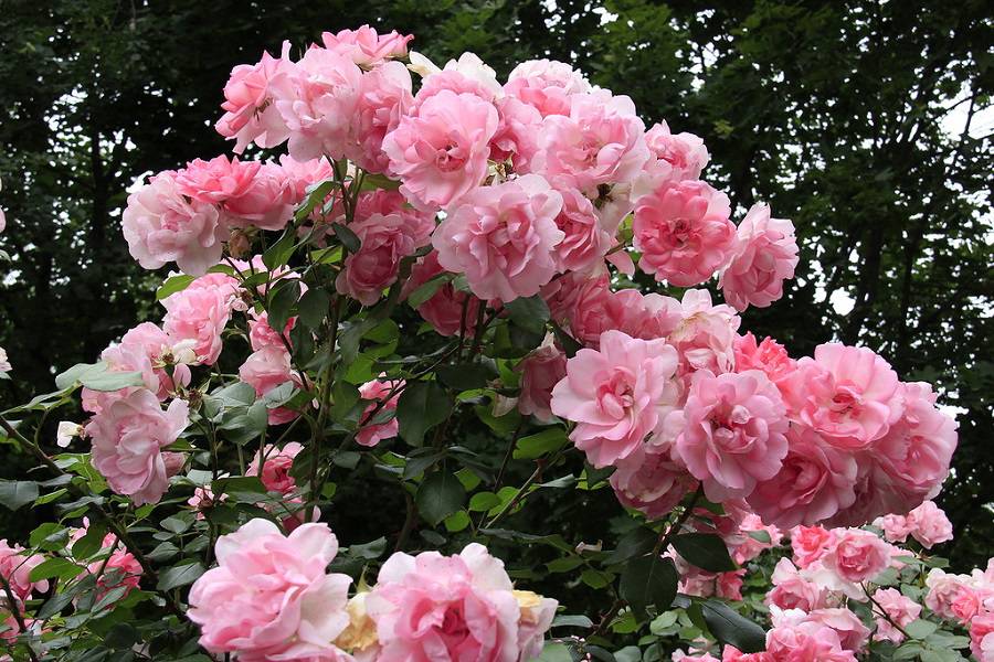 Роза на штамбе Rósa Centenaire de Lourdes