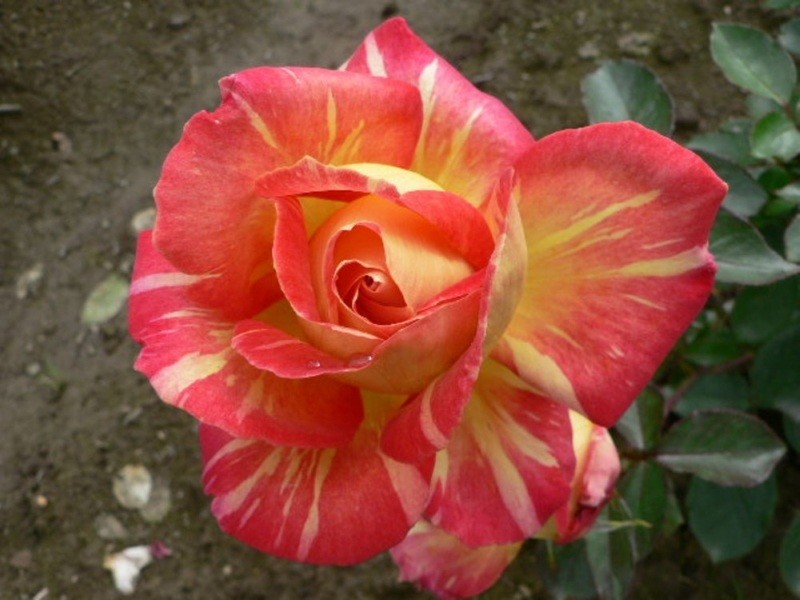 Роза Rósa Caribia