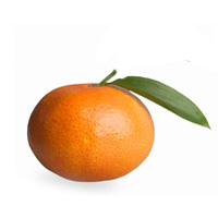 Клементин (гибрид мандарина и апельсина) Citrus clementina Orogrande 