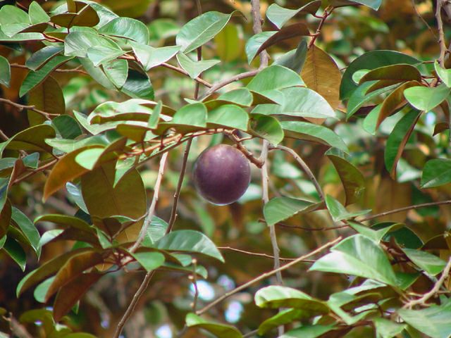 Хризофиллум или Звездное яблоко Chrysophyllum cainito