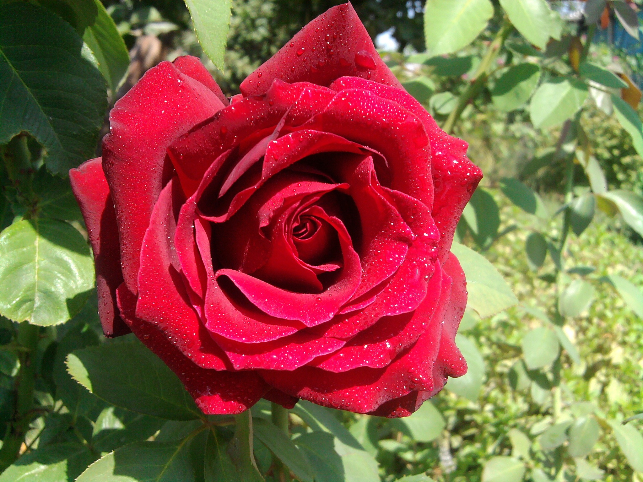 Роза Rósa Lovely Red