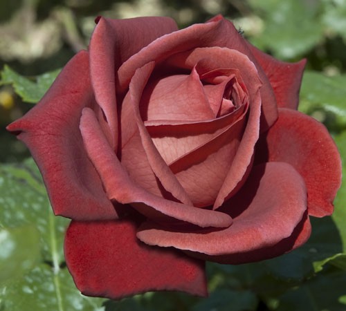 Роза Rósa Terracotta