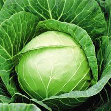 Капуста кочанная Cabbage Santorino 