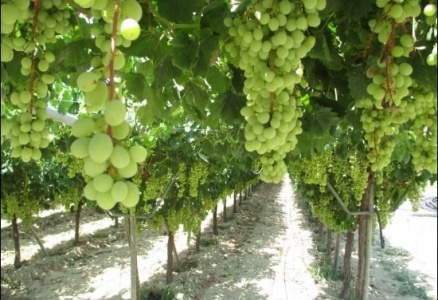 Как правильно посадить виноградные саженцы