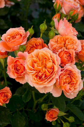Роза на штамбе Rósa Colibri