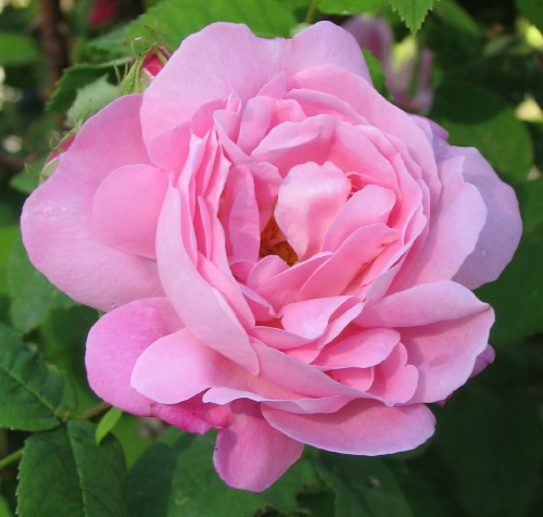 Роза Rósa Belle Amour