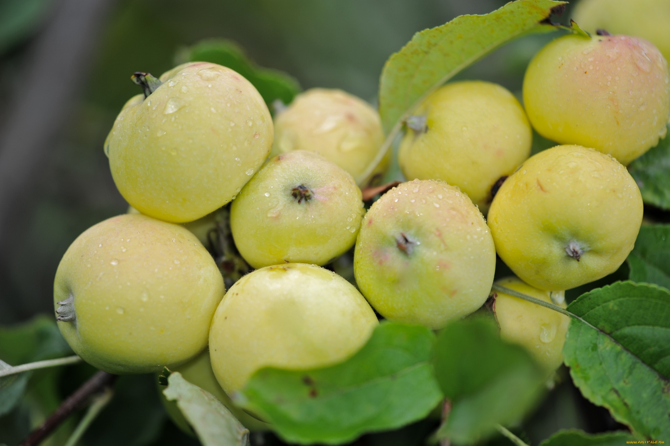 Золотой налив яблоня описание фото