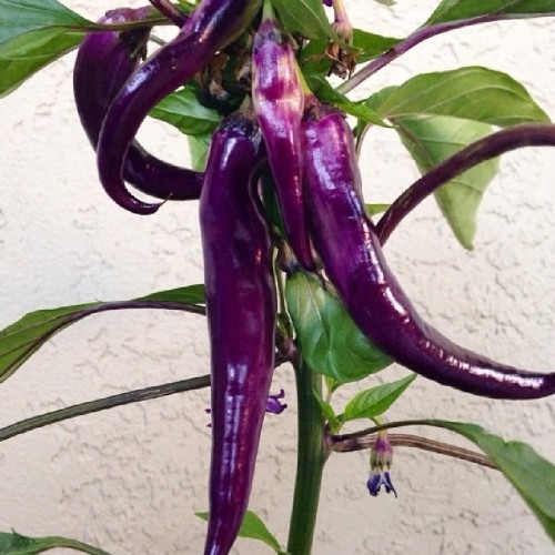 Перец острый Hot pepper Cayenne Purple