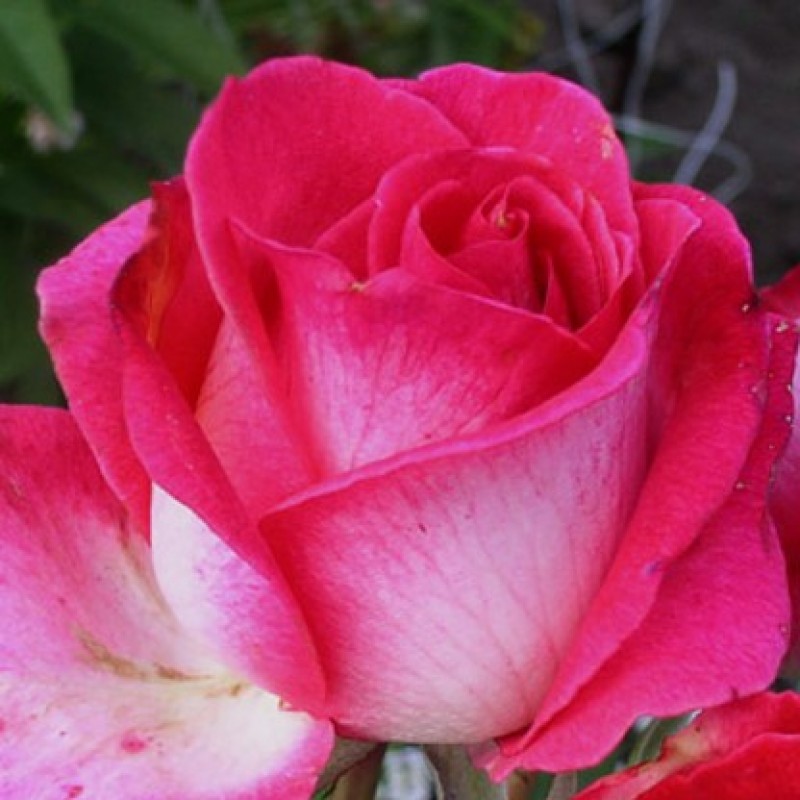 Роза Rósa Verdi