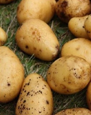 Картофель Potato Ukama