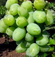 Виноград винный Vitis vinifera  Kokur White
