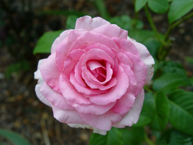 Роза Rósa Attache
