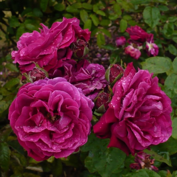 Роза Rósa Marie Baumann